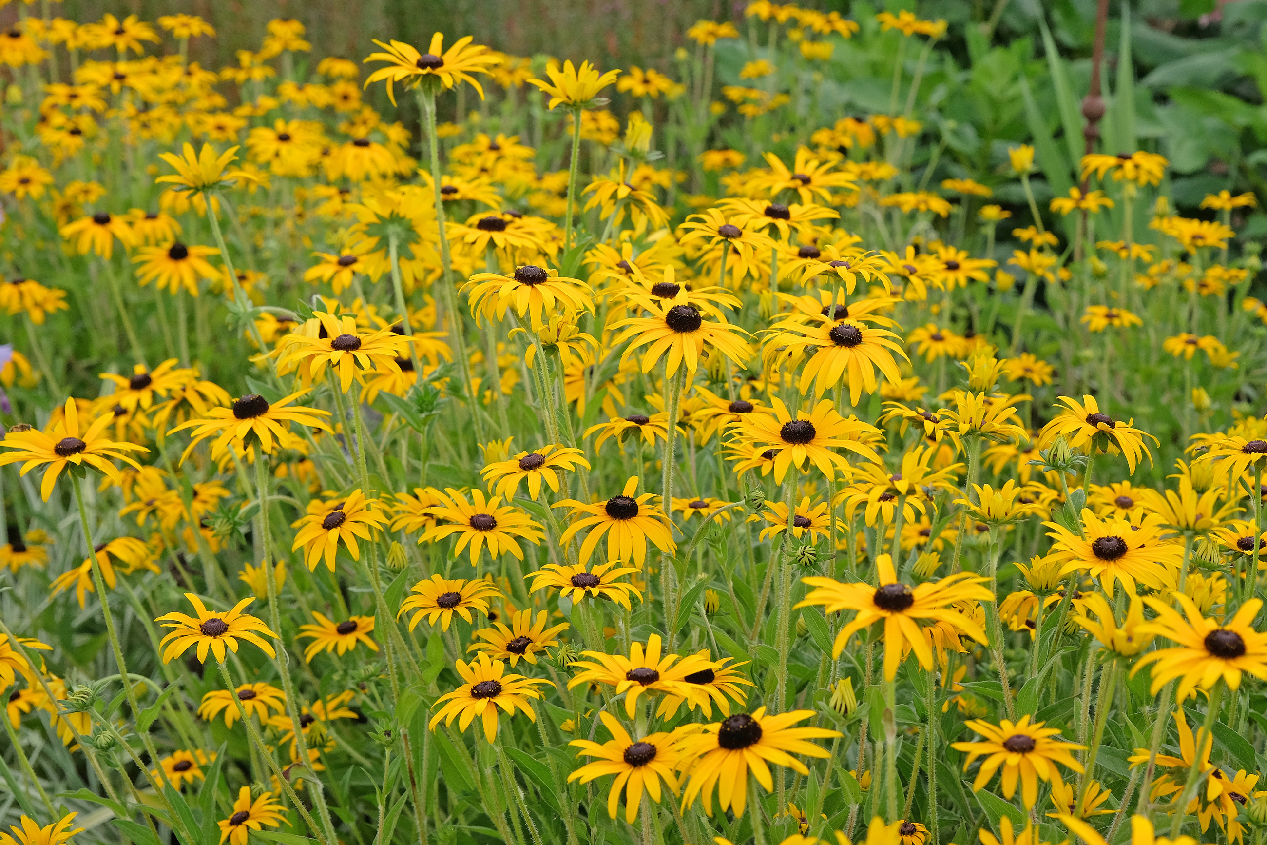 Black Eyed Susan