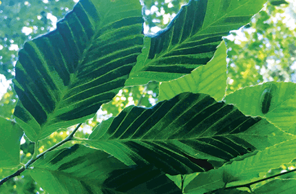 Pest And Disease Beech Leaf Disease Sideimage2 608X341