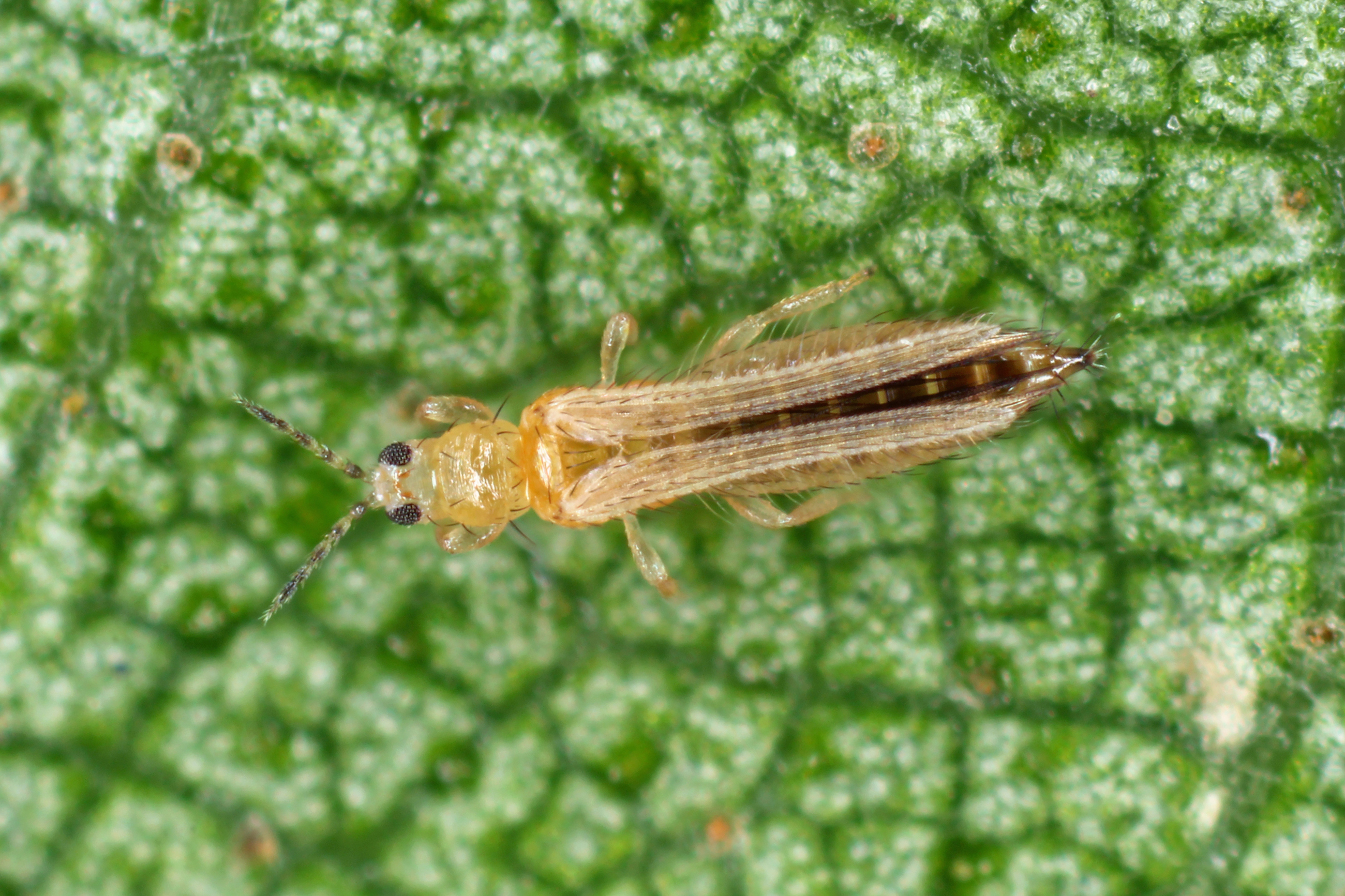 AS 271889195 Thrips