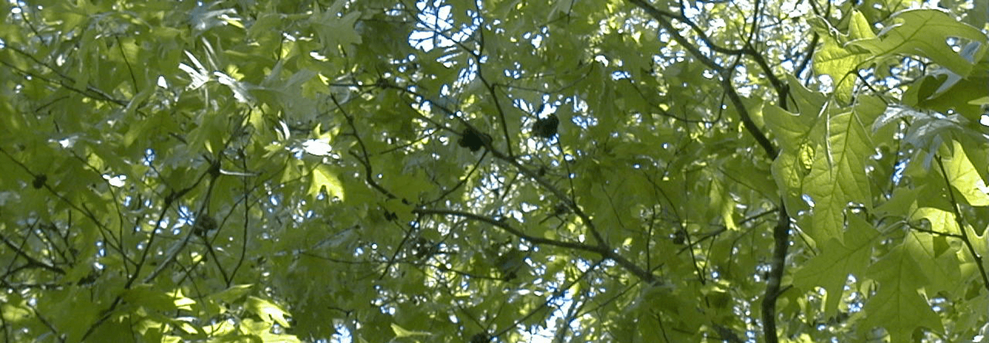 Pest And Disease Horned And Gouty Oak Galls Banner 1440X500