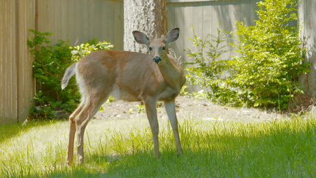 Deer Eating Arborvitae