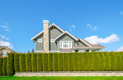 Fast Growing Trees And Shrubs For Privacy Screen In Front Of House Davey Tree