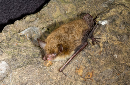 Northern Long-Eared Bat.Jpeg