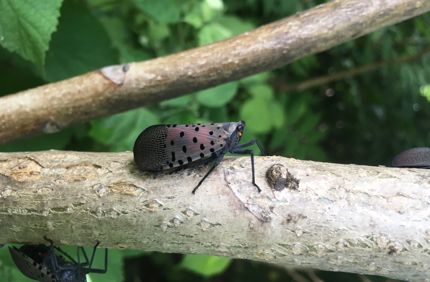 Close Up Spotted Lanternfly Adult On Bark Davey Tree (2)