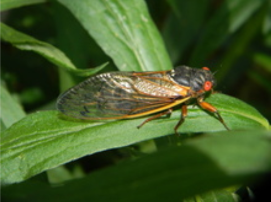 cicada