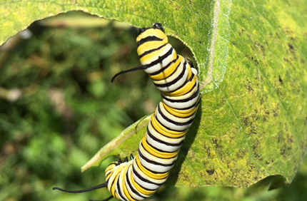 Monarch Caterpillar 600X600