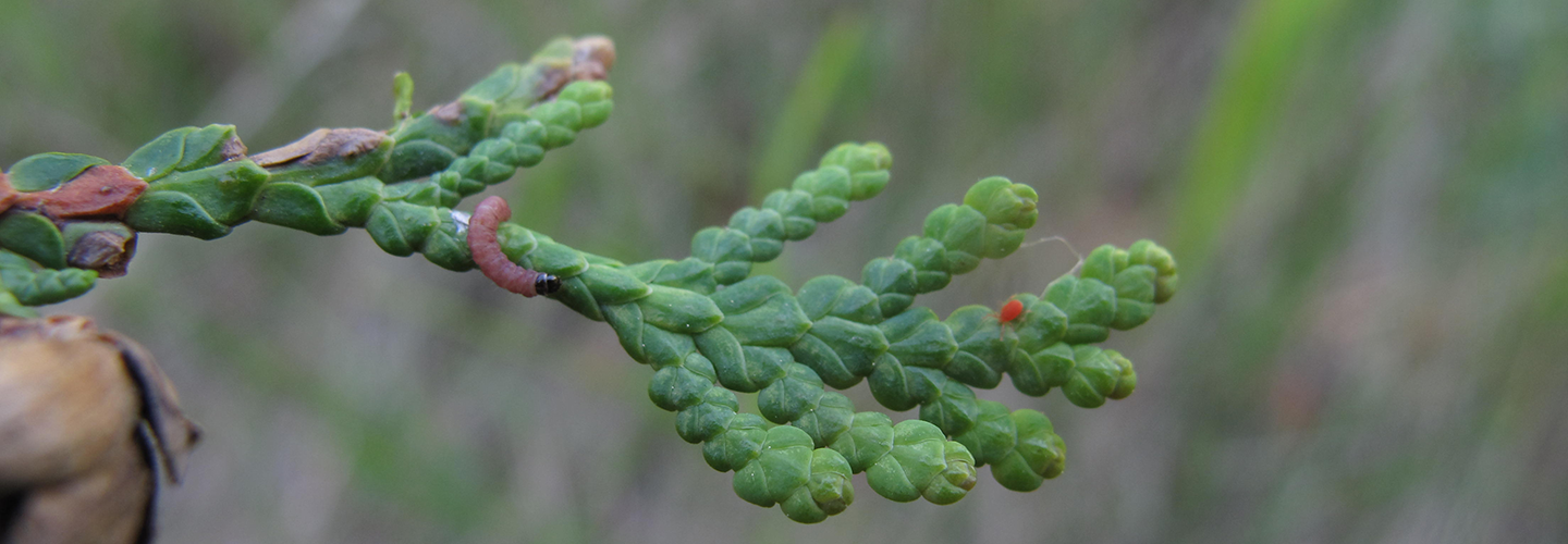 Pest And Disease Leafminer Banner 1440X500