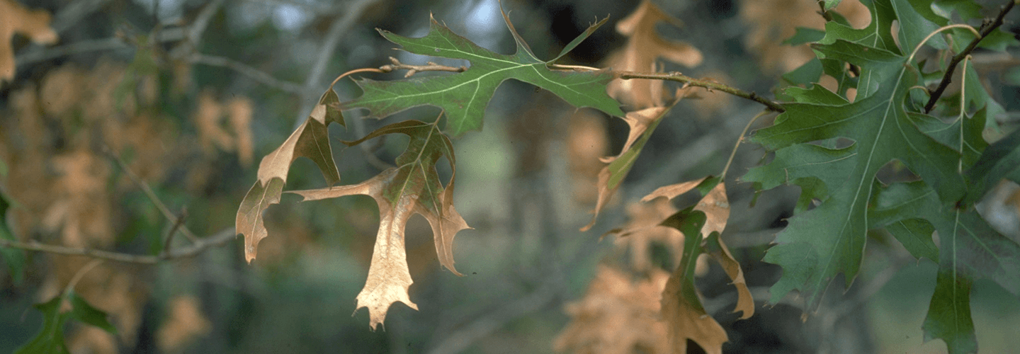 Pest And Disease Center Oak Wilt Banner 1440X500