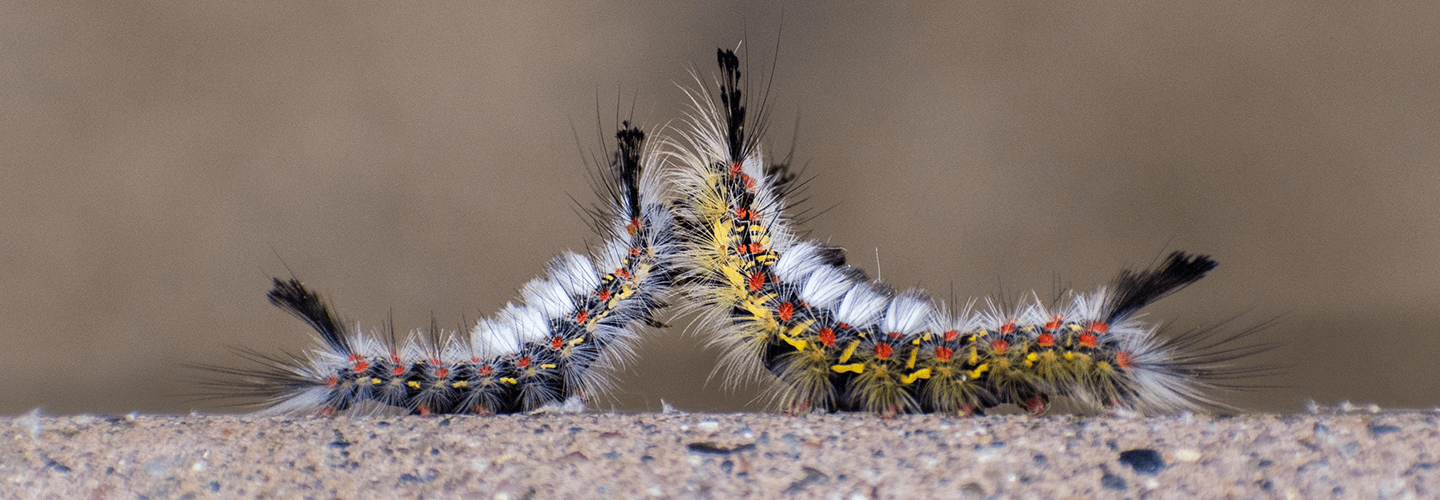 Pest And Disease Center Western Tussock Moth Banner 1440X500