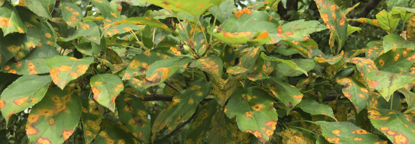 Pest And Disease Center Cedar Rust Banner 1440X500